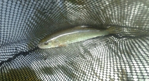 This fallfish jumped like a rainbow trout. (photo taken 09 03 2013)